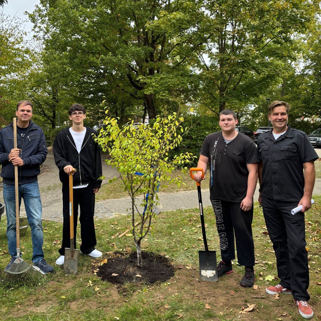 Mirabellenbaum wird gepflanzt